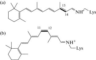 Impact of the Protein Environment on Two-Photon Absorption Cross-Sections of Type I and Type II Retinal-Containing Proteins