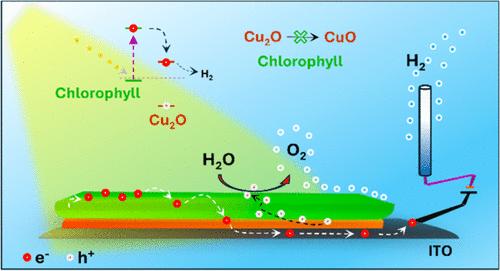 Chlorophyll/Cu2O Heterostructure Leads to Increased Applied Bias Photon-to-Current Efficiency toward Enhanced Water Splitting