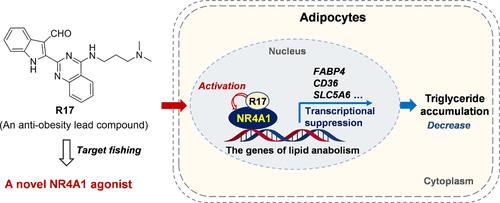 Identification of Indoquinazoline Derivatives as Novel NR4A1 Agonists by Suppressing Adipocyte Lipogenesis for Treatment of Obesity