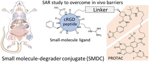 Small Molecule–Degrader Conjugates: Evaluating the Structure–Activity Relationship of Linkers to Overcome In Vivo Barriers in PROTAC Delivery