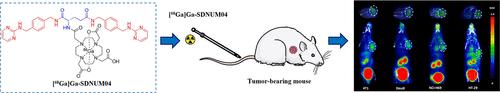 Synthesis and Evaluation of Novel C-X-C Chemokine Receptor 4-Targeted Radiotracers for Oncological Imaging