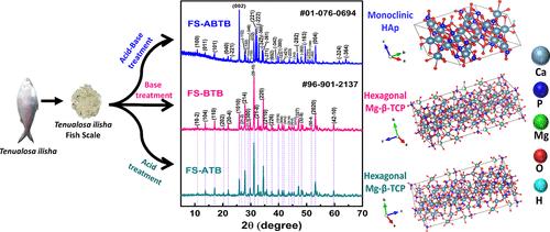 Deproteinization Controlled Phase Selection in Calcium Phosphate Biomaterials Derived from Tenualosa ilisha Fish Scale Waste: A Sustainable Valorization Approach