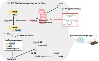 Protocatechuic aldehyde restrains NLRP3 inflammasome activation to alleviate inflammatory response in sepsis