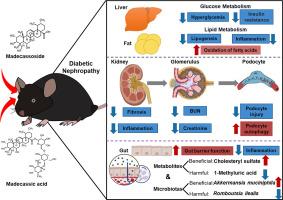Madecassoside and madecassic acid mitigates diabetic nephropathy via podocyte autophagy and gut microbiota in mice
