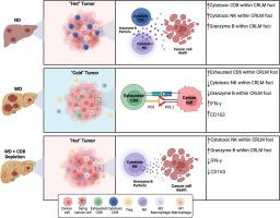 Steatohepatitis alters lymphocytes cytotoxicity and localization, accelerating colorectal liver metastases