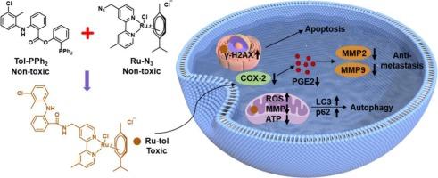 COX-2 targeting Ru-arene complexes from metal-ligand synergistic enhancement strategy for breast cancer therapy