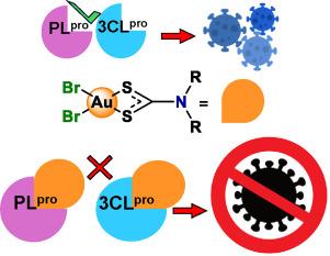 Potent inhibition of SARS-CoV-2 proteases PLpro and 3CLpro by selected gold(III)-dithiocarbamato complexes showing strong and selective antiviral activity against HCoV-OC43