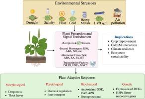 The stressing point: how plants respond to environmental stimuli