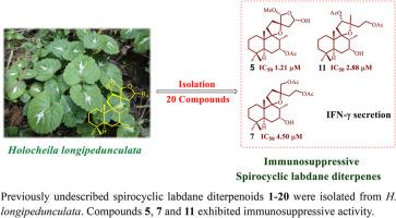 Immunosuppressive spirocyclic labdane diterpenoids from Holocheila longipedunculata