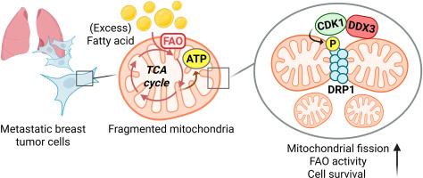 Metastatic breast cancer cells are vulnerable to fatty acid oxidation inhibition through DDX3-DRP1-mediated mitochondrial plasticity