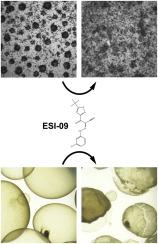 In vitro screening of the open-access Pandemic Response Box reveals ESI-09 as a compound with activity against Echinococcus multilocularis