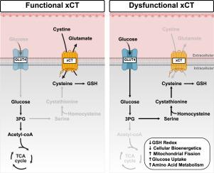 Impaired xCT-mediated cystine uptake drives serine and proline metabolic reprogramming and mitochondrial fission in skeletal muscle cells