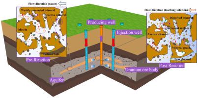 Investigation on evolution characteristic of dynamic pore and reactive transport of leaching solute in uranium-bearing sandstone during in-situ alkaline leaching mining: An in-situ LF-NMR leaching experiment