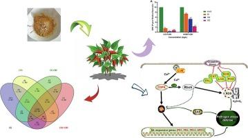 Chitosan oligosaccharide regulates host defense in pepper plants against cucumber mosaic virus