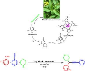 Anti-apoptotic effects of silver nanoparticles green-formulated by Phellodendron amurense leaf extract on NCI-H661 human lung adenocarcinoma cell line and following the PI3K/AKT/mTOR signaling pathway and its application for A3 coupling reaction
