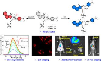 Conjugation-regulated responsive performance: rapidly urine-excreted fluorescent probes for dual-response detection of SO2 and viscosity and their bioimaging applications