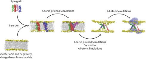 Unraveling the mechanisms of spinigerin: A promising antimicrobial peptide against antibiotic resistance through molecular dynamics simulations