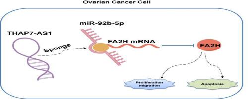 Lnc-THAP7-AS1 suppresses the ovarian cancer progression by targeting miR-92b-5p/fatty acid 2-hydroxylase signal axis