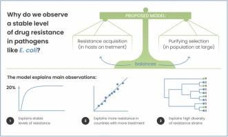 Explaining the stable coexistence of drug-resistant and -susceptible pathogens: the resistance acquisition purifying selection model