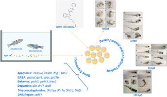 Developmental toxicity and gene expression alterations induced by the synthetic cannabinoid CUMYL-4CN-BINACA in zebrafish embryos
