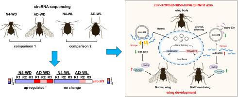 Circ-379-miR-3050-DNAH3/RNF8 axis modulates wing development in Aphis citricidus