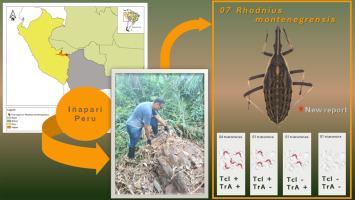Rhodnius montenegrensis Rosa et al., 2012 (Hemiptera, Triatominae) in Peru: a warning for the transmission of Trypanosoma cruzi (Chagas, 1909) (Kinetoplastida, Trypanosomatidae) in periurban areas