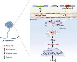 Ergosterol synthase reduces ochratoxin A synthesis in aspergillus carbonarius via oxidative stress pathway