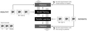 Supervised white matter bundle segmentation in glioma patients with transfer learning
