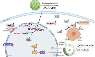 Zanthoxylum armatum DC. Extract induced liver injury via DNA double-strand breaks-mediated cellular senescence pathway