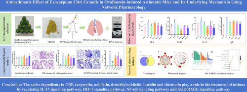 Flavonoids from citri reticulatae pericarpium attenuate asthma via IL-17 and NF-κB Pathways: Experimental investigation and network pharmacology