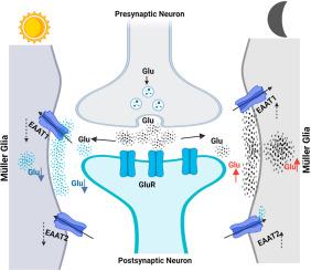 Glutamate uptake activity in retina Müller cells: Circadian modulation