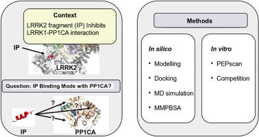Exploring the interaction between a LRRK2/PP1CA interfering peptide and PP1CA