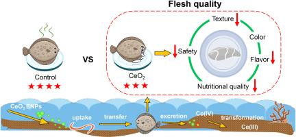 Trophic transfer of CeO2 nanoparticles from clamworm to juvenile turbot and related changes in fish flesh quality