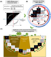 Quantifying asynchrony between microbial necromass and soil organic carbon for sustainable soil carbon management