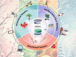 Biomimetic design for zinc-based energy storage devices: principles, challenges and opportunities