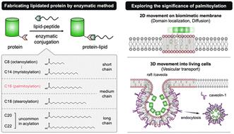 Exploring the significance of palmitoylation using an artificial protein lipidation system