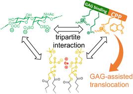 Translocation of penetratin-like peptides involving calcium-dependent interactions between glycosaminoglycans and phosphocholine headgroups of the membrane lipid bilayer