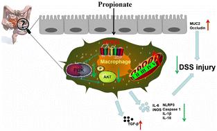 Propionate alleviates ulcerative colitis by modulating the PI3K/AKT signaling pathway and suppressing NLRP3 inflammasome activation†