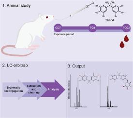 An analytical method to quantify tetrabromobisphenol A (TBBPA) and its conjugated metabolites in rat serum or other biological samples