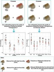 Outbreeding of isofemale lines as a candidate approach to improve the quality of thelytokous Wolbachia-infected line of the egg parasitoid, Trichogramma dendrolimi Matsumura (Hymenoptera: Trichogrammatidae
