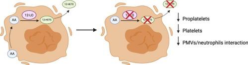 The role of 12-lipoxygenase in regulating megakaryocyte maturation and platelet-like particles production