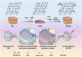 Hydrogel adhesives with a hydrodynamically induced liquid–solid transition for annular fissure sealing and inflammation modulation following microdiscectomy