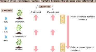 Anatomical and physiological adjustments reveal mechanisms of drought response in seedlings