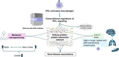 Global transcriptomic profiling reveals nicotinamide metabolism as a key regulator of nitric oxide-modulated interferon-γ responses in macrophages