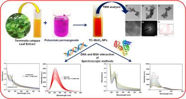 Green synthesis, morphological characterization, antimicrobial, antioxidant, biomolecular interaction of manganese dioxide nanoparticles using Terminalia catappa Leaf Extract
