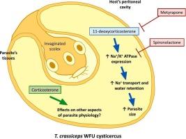 Effects of mineralocorticoids on α-Na+/K+ ATPase expression and parasite morphology in T. crassiceps WFU cysticerci