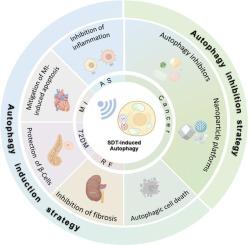 Enhancing the efficacy of sonodynamic therapy through modulation of autophagy