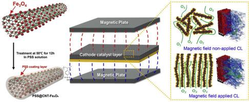 Magnetic field aligned carbon nanotube networks for structurally optimized cathodes catalyst layer of polymer electrolyte membrane fuel cells