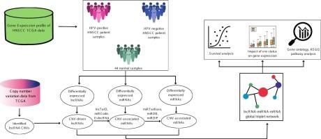 A systems biology approach to uncover CNV-driven lncRNA regulatory networks in HPV-associated head and neck squamous cell carcinoma