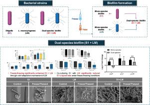 Freeze-thaw resilience of Shigella flexneri NCCP 10852 in co-culture with Listeria monocytogenes: Implications for biofilm-mediated survival in cold environment